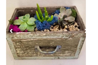Plant Nite: Wooden Drawer with Succulents